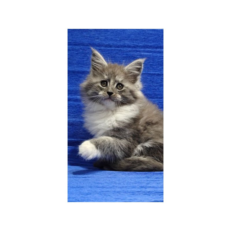 Maine Coon Alva Kerry