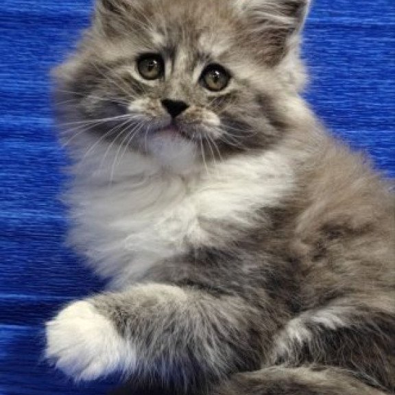 Maine Coon Alva Kerry