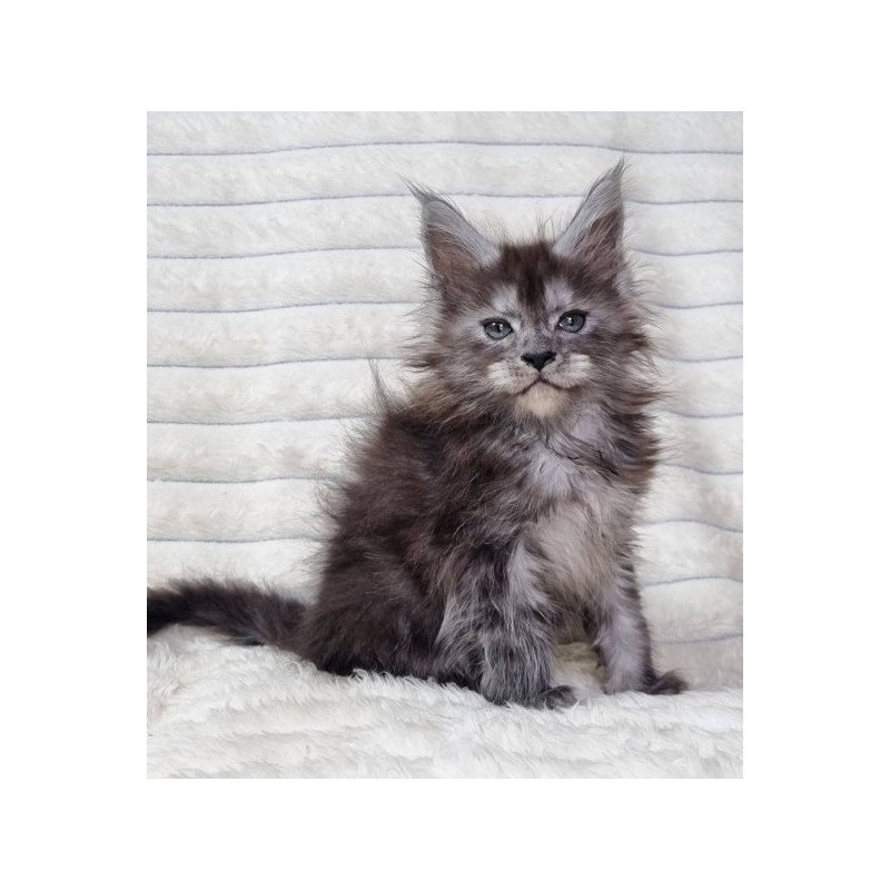 Maine Coon Alva Raven
