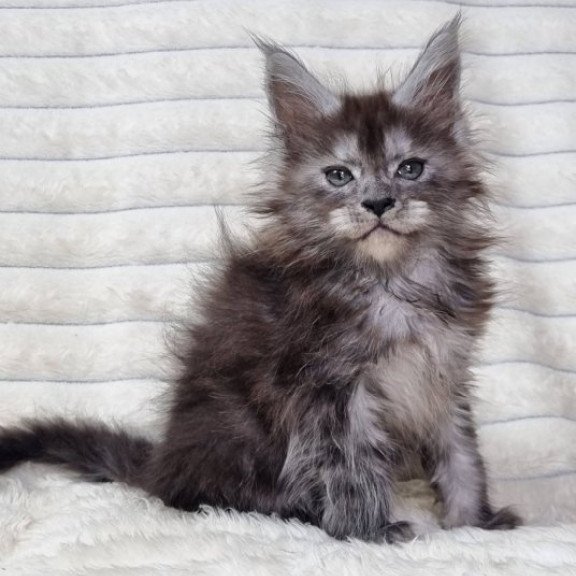 Maine Coon Alva Raven