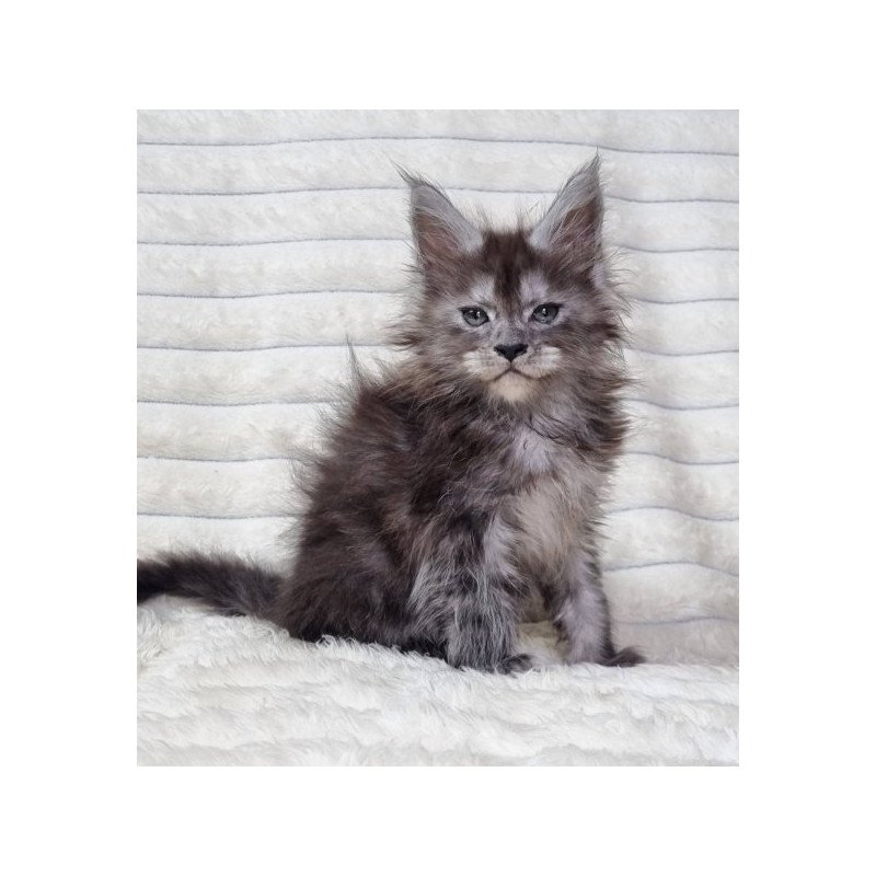 Maine Coon Alva Raven