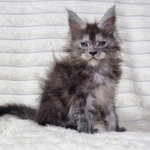 Maine Coon Alva Raven