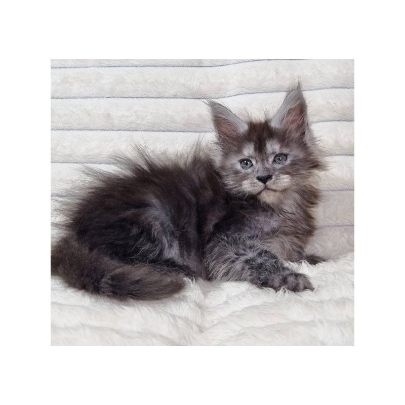 Maine Coon Alva Raven