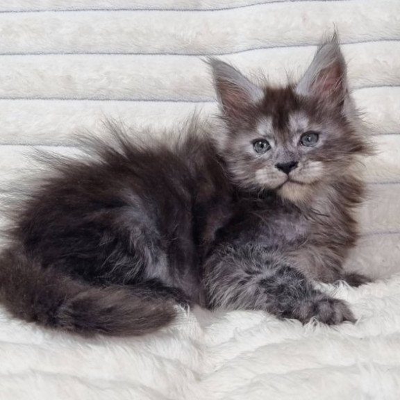 Maine Coon Alva Raven