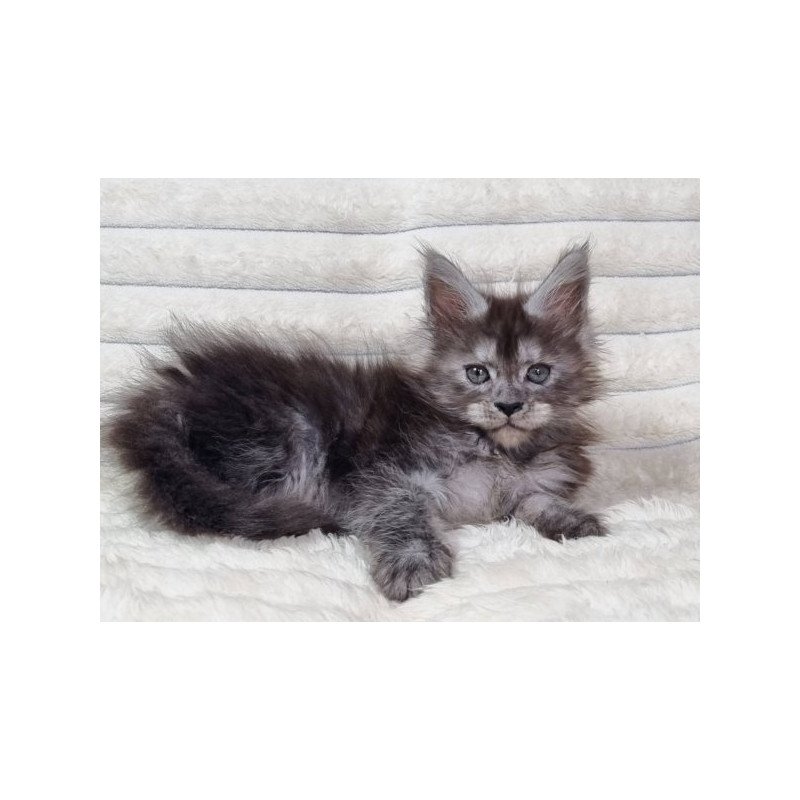 Maine Coon Alva Raven