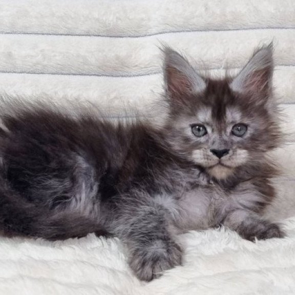Maine Coon Alva Raven
