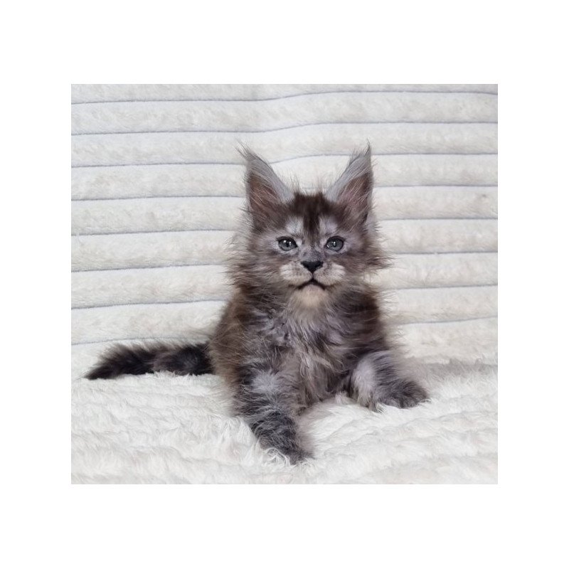 Maine Coon Alva Raven