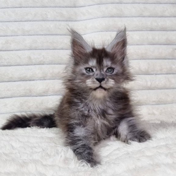 Maine Coon Alva Raven