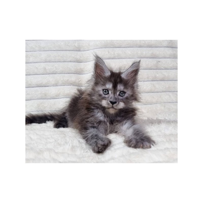 Maine Coon Alva Raven