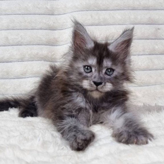 Maine Coon Alva Raven