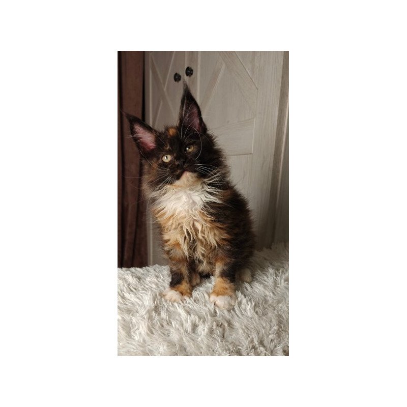 Maine Coon Alva Rivera