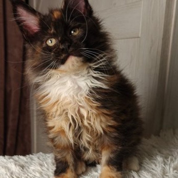 Maine Coon Alva Rivera