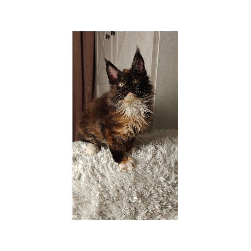 Maine Coon Alva Rivera