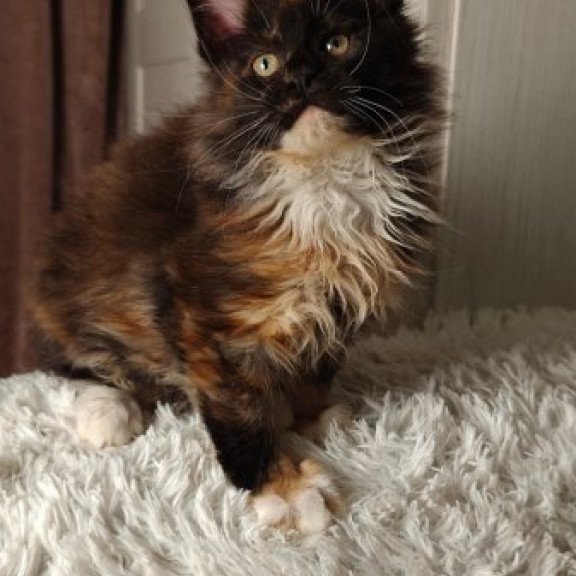 Maine Coon Alva Rivera