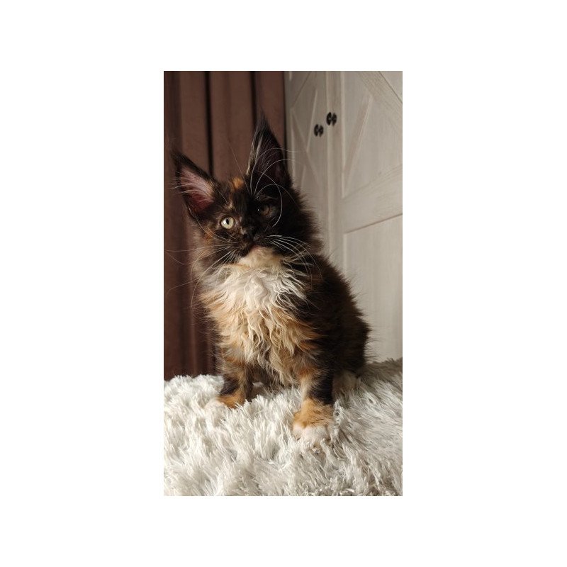 Maine Coon Alva Rivera