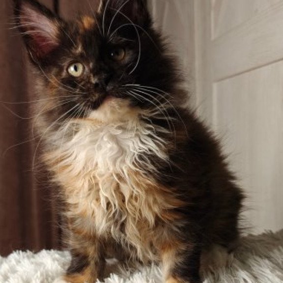 Maine Coon Alva Rivera