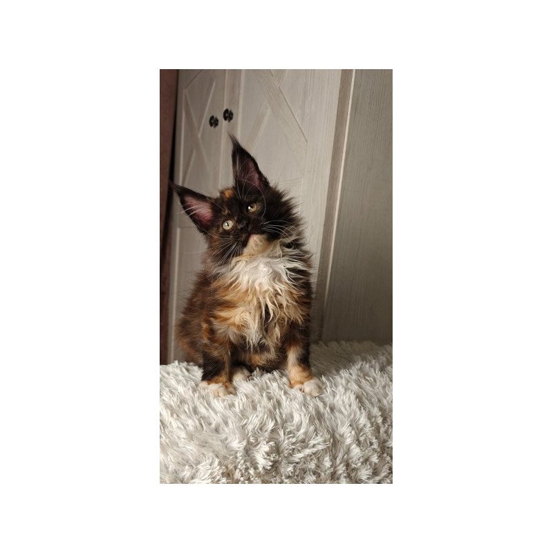 Maine Coon Alva Rivera