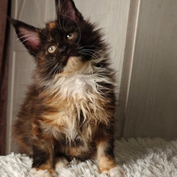 Maine Coon Alva Rivera