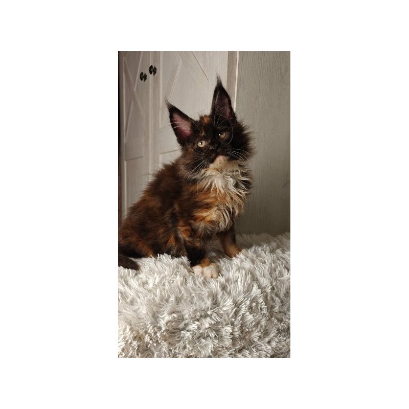 Maine Coon Alva Rivera