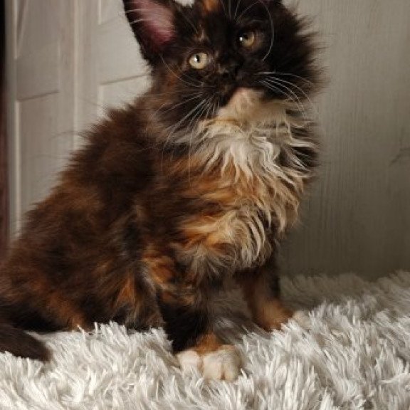 Maine Coon Alva Rivera