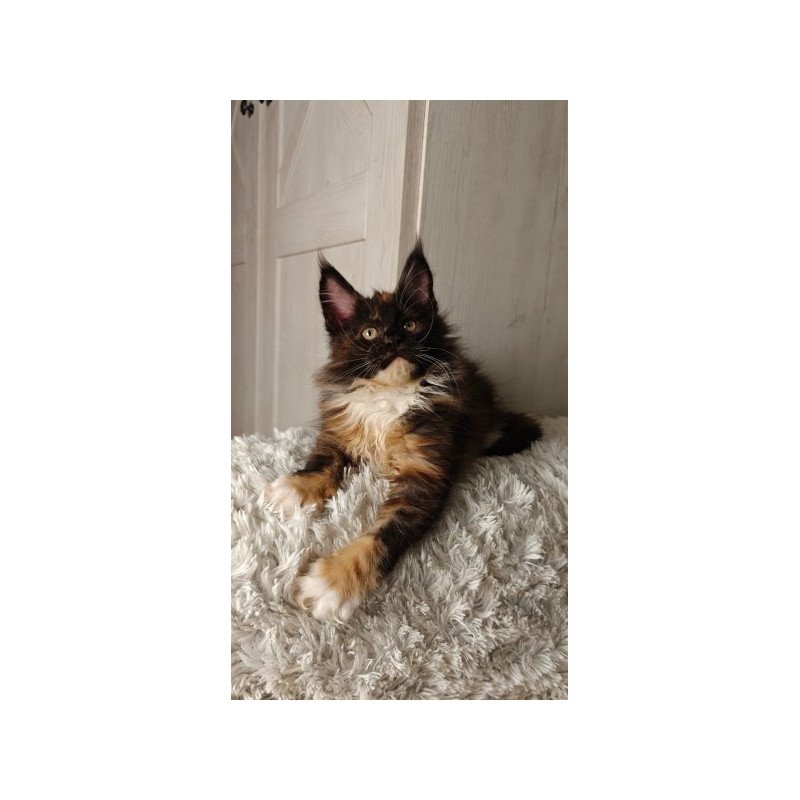 Maine Coon Alva Rivera