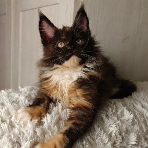 Maine Coon Alva Rivera