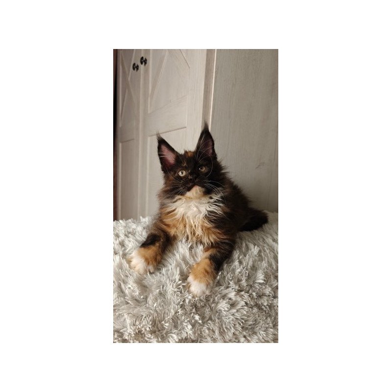 Maine Coon Alva Rivera