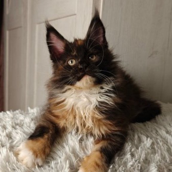 Maine Coon Alva Rivera