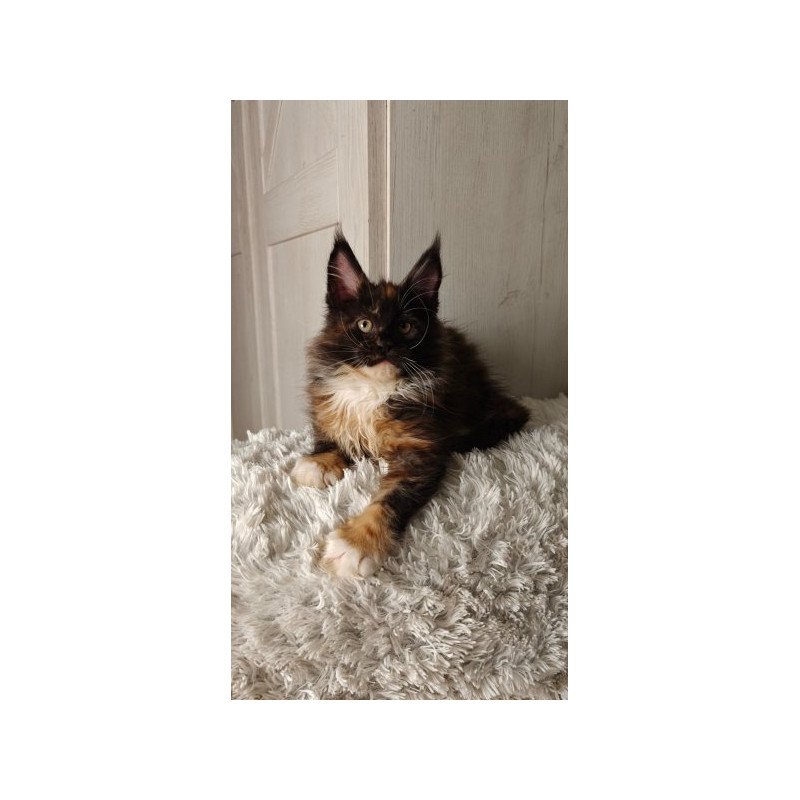 Maine Coon Alva Rivera