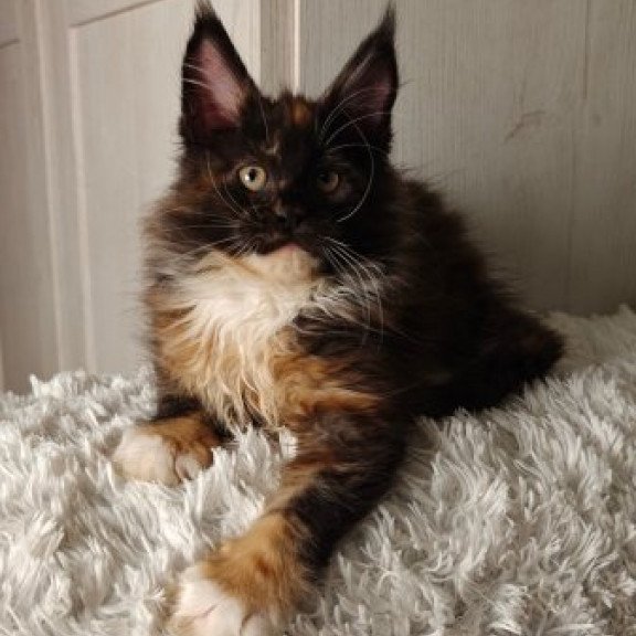Maine Coon Alva Rivera