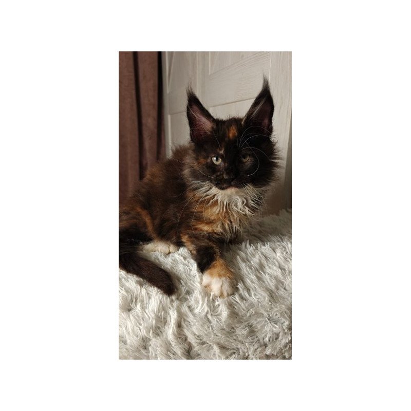 Maine Coon Alva Rivera