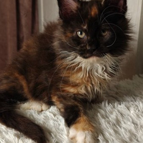 Maine Coon Alva Rivera