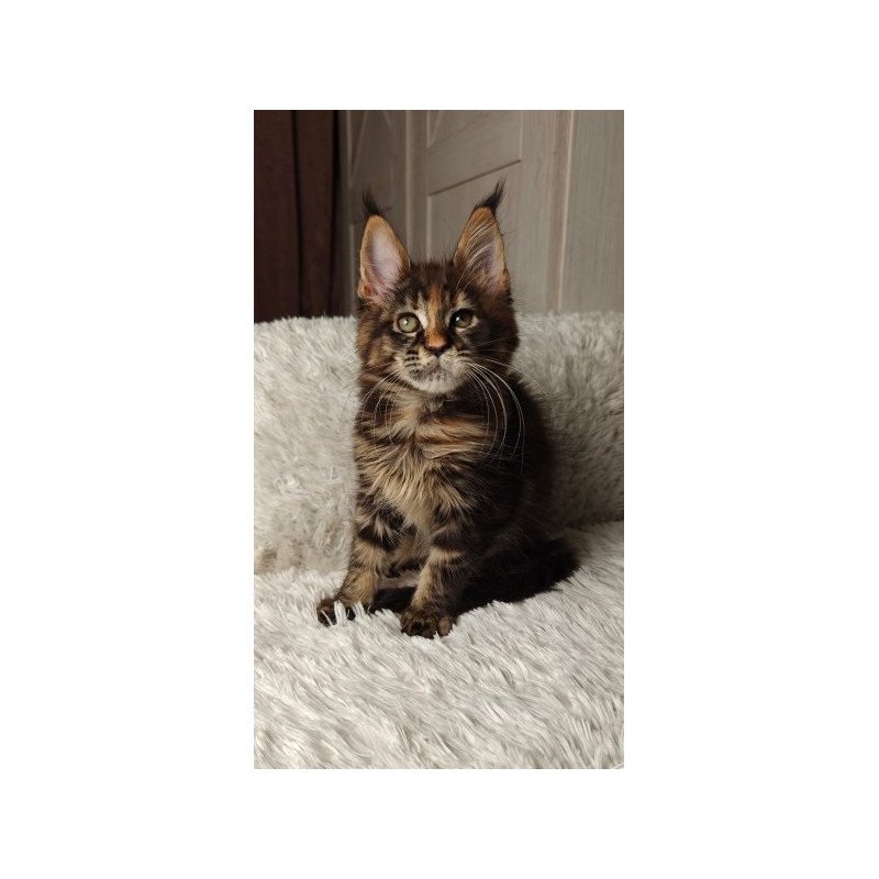 Maine Coon Alva Quasar