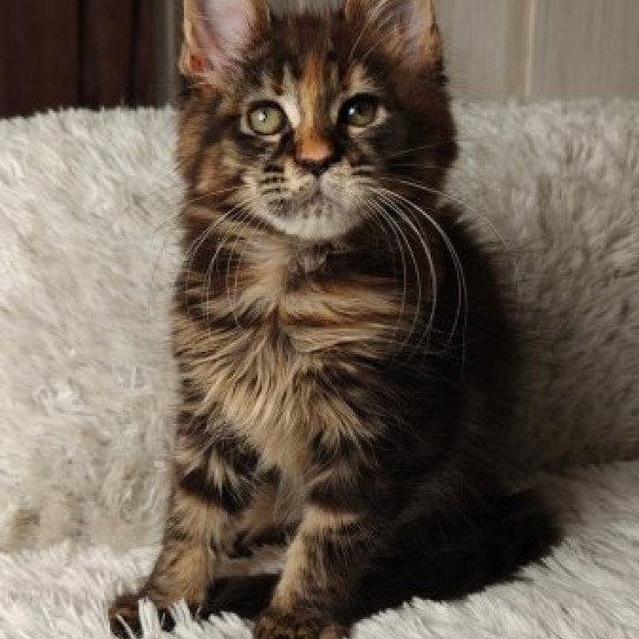 Maine Coon Alva Quasar