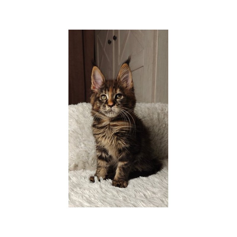 Maine Coon Alva Quasar