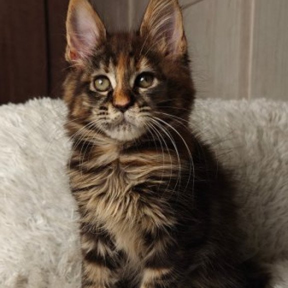 Maine Coon Alva Quasar