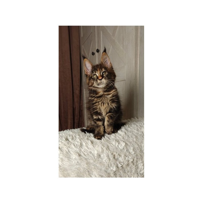 Maine Coon Alva Quasar