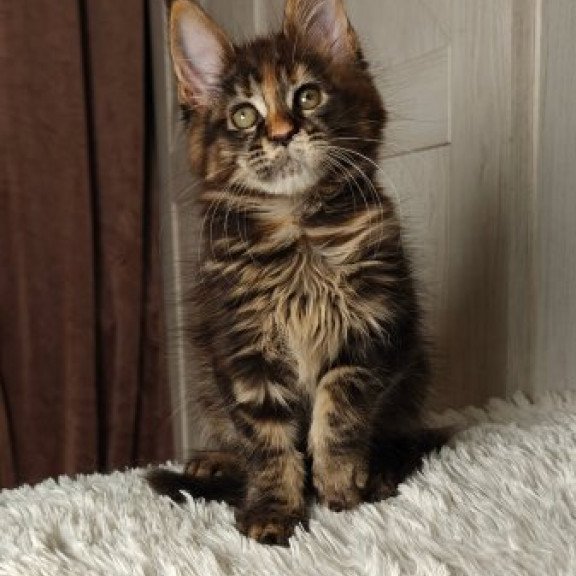 Maine Coon Alva Quasar