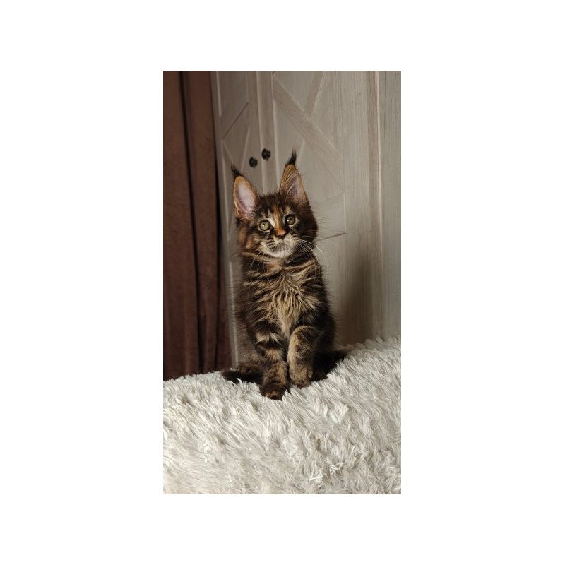 Maine Coon Alva Quasar