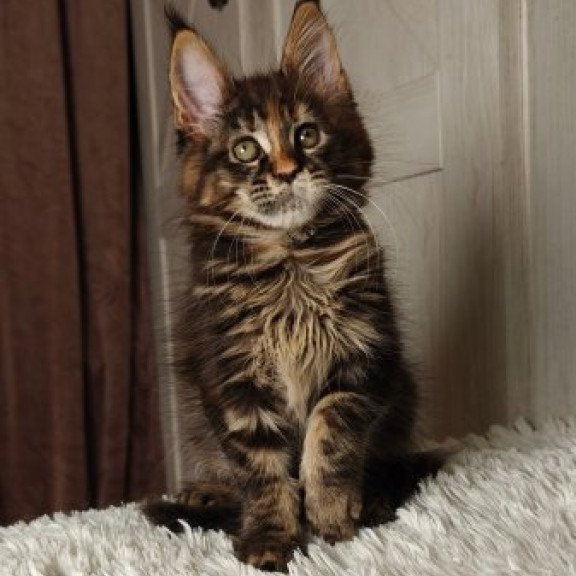 Maine Coon Alva Quasar