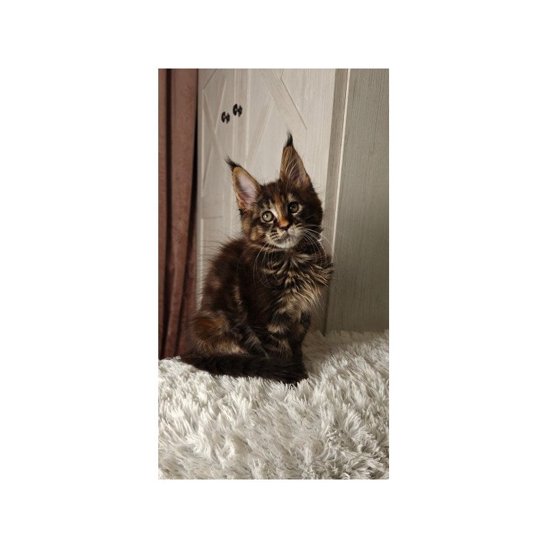 Maine Coon Alva Quasar