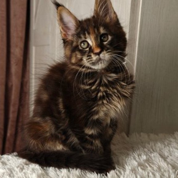 Maine Coon Alva Quasar