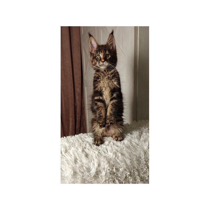 Maine Coon Alva Quasar