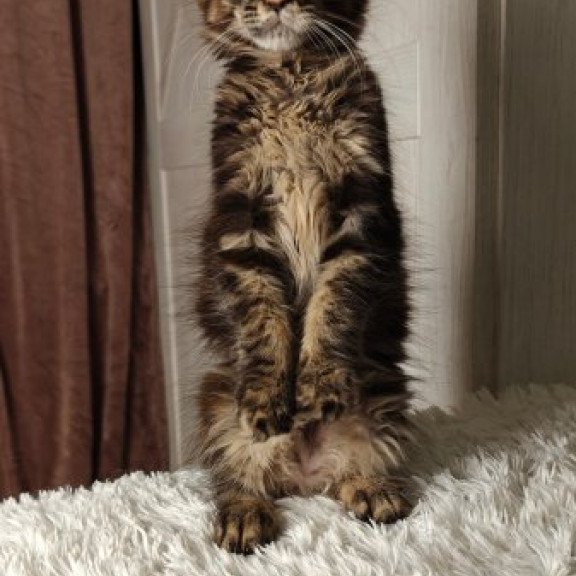 Maine Coon Alva Quasar