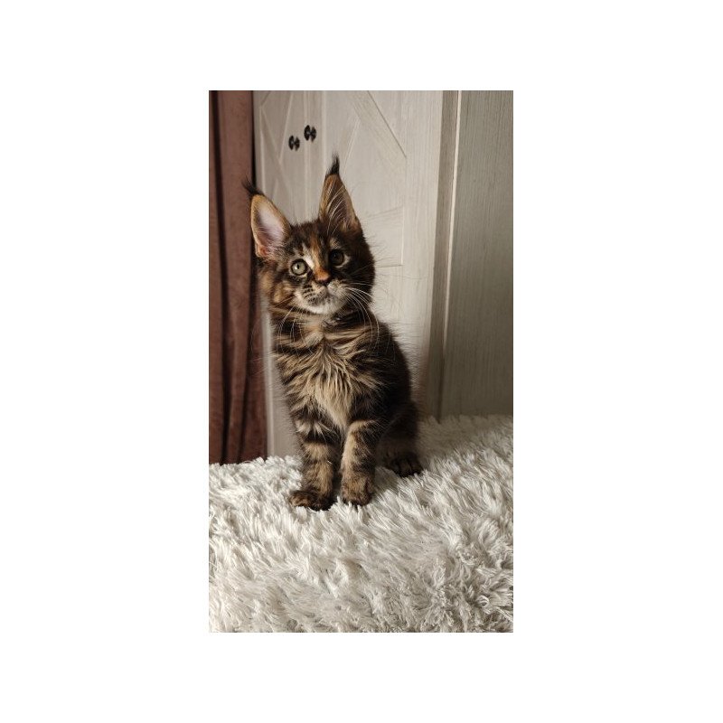 Maine Coon Alva Quasar