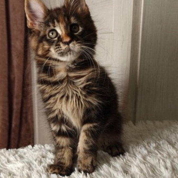 Maine Coon Alva Quasar