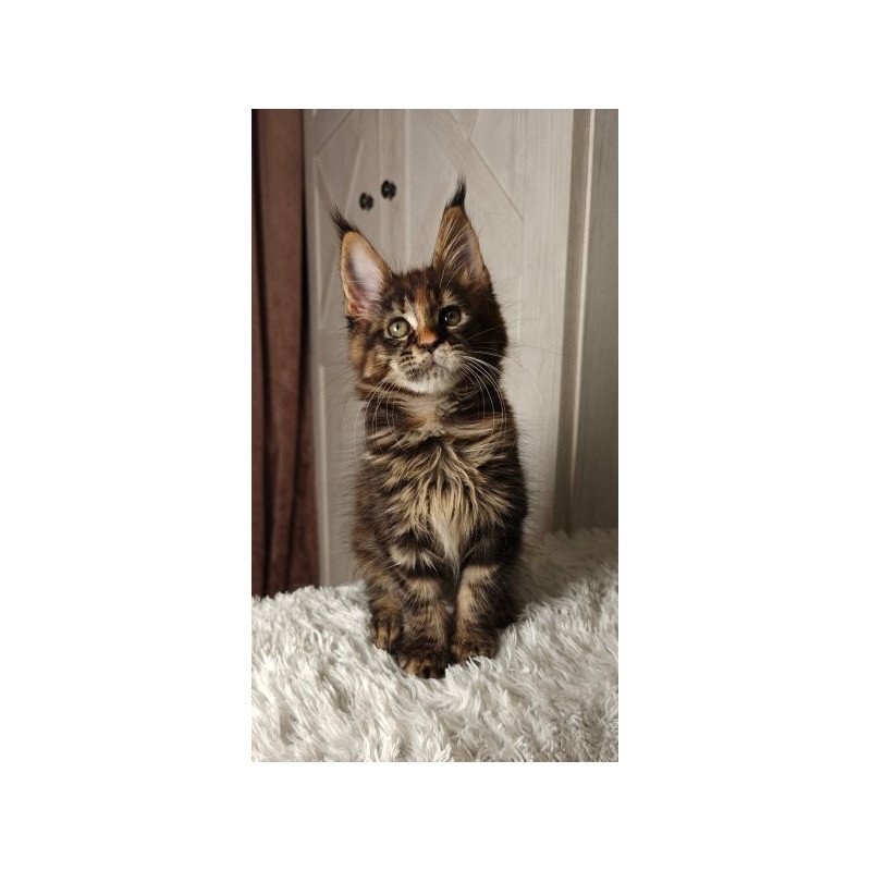 Maine Coon Alva Quasar