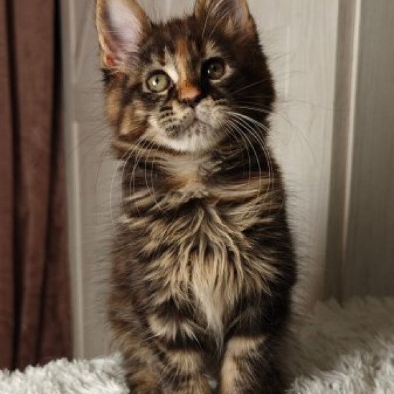 Maine Coon Alva Quasar