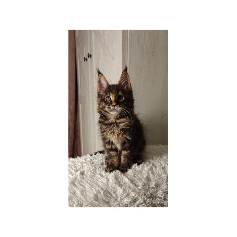 Maine Coon Alva Quasar