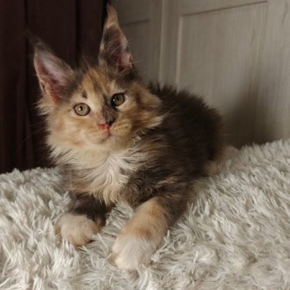 Maine Coon Alva Quintara